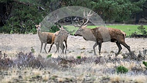 Red deer Cervus elaphus stag  in rutting season