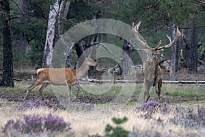 Red deer Cervus elaphus stag  in rutting season