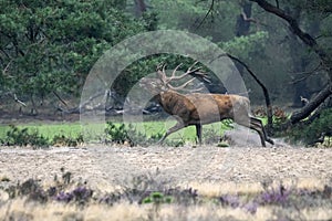 Red deer Cervus elaphus stag  in rutting season