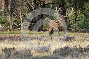Red deer Cervus elaphus stag  in rutting season