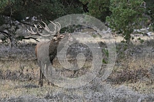 Red deer Cervus elaphus stag  in rutting season on the field