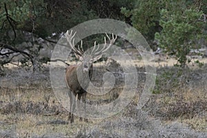 Red deer Cervus elaphus stag  in rutting season on the field