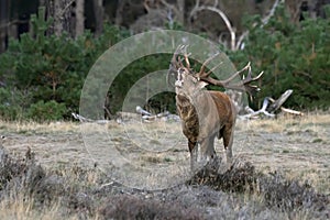 Red deer Cervus elaphus stag  in rutting season on the field