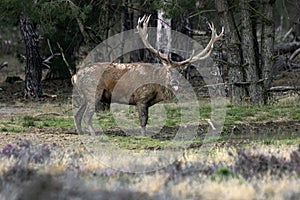 Red deer Cervus elaphus stag  in rutting season on the field