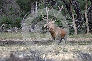 Red deer Cervus elaphus stag  in rutting season on the field