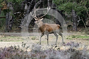 Red deer Cervus elaphus stag  in rutting season on the field