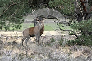 Red deer Cervus elaphus stag  in rutting season on the field