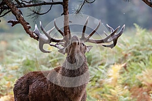 Red Deer Cervus elaphus stag sharpening up his antlers