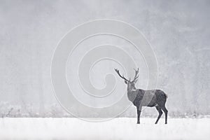 Red deer Cervus elaphus stag in the winter while snowing on the field of National Park Hoge Veluwe in the Netherlands. Forest in