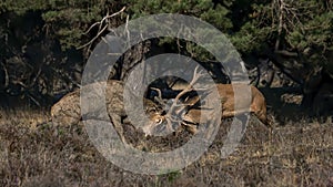 Red deer Cervus elaphus stags fighting in rutting season