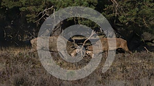 Red deer Cervus elaphus stags fighting in rutting season