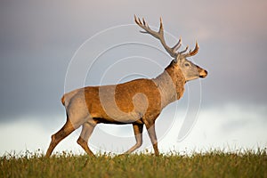 Jeleň cervus elaphus stojí na lúke pri lese.