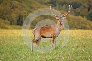 Red deer cervus elaphus stands on a meadow near the forest.