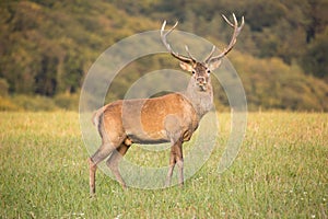 Red deer cervus elaphus stands on a meadow near the forest.