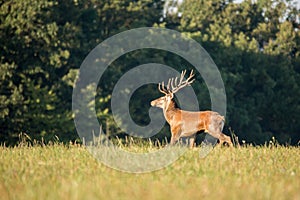 Red deer cervus elaphus stands on a meadow near the forest.