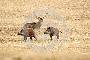 Red deer, Cervus elaphus, wild boar, sus scrofa