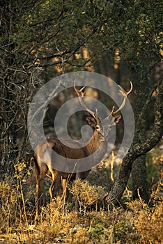 Red deer, Cervus elaphus, , male with his antler