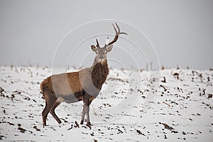 Red deer, Cervus elaphus, in winter on snow with broken antler.