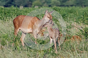 Red deer Cervus elaphus young baby calf with mother