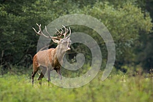 Red deer challenging on meadow in autumn mating season