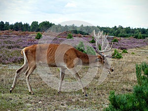 Red deer crouches lowly to forage for food