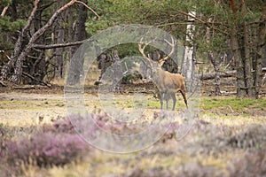 Red Deer, Deer