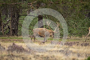 Red Deer, Deer