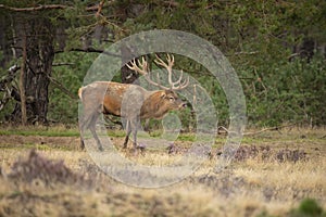 Red Deer, Deer