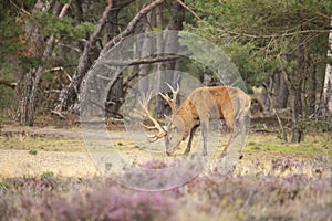 Red Deer, Deer