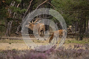 Red Deer, Deer
