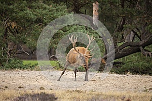 Red Deer, Deer