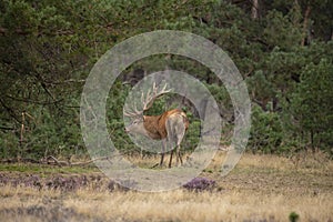 Red Deer, Deer