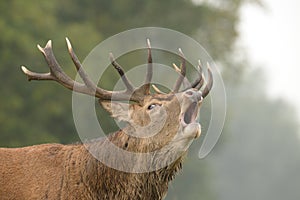 Red Deer, Deer, Cervus elaphus