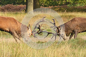 Red Deer, Deer, Cervus elaphus