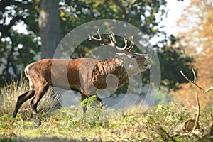 Red Deer, Deer, Cervus elaphus