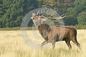 Red Deer, Deer, Cervus elaphus