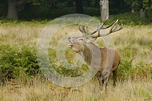 Red Deer, Deer, Cervus elaphus