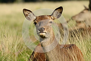 Red Deer, Deer, Cervus elaphus