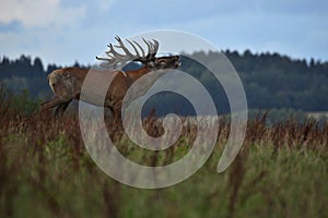 Red deer during the deer rut in the nature habitat of Czech Republic