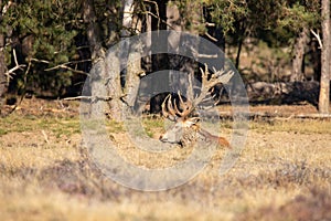 Red Deer, Deer in the Rutting season