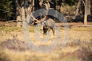 Red Deer, Deer in the Rutting season