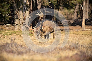 Red Deer, Deer in the Rutting season
