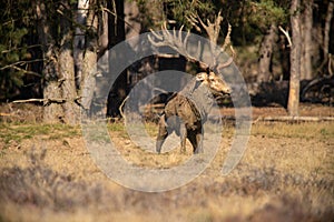 Red Deer, Deer in the Rutting season