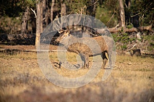 Red Deer, Deer in the Rutting season