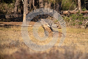 Red Deer, Deer in the Rutting season