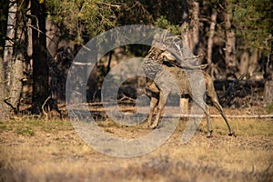 Red Deer, Deer in the Rutting season