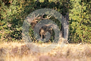 Red Deer, Deer in the Rutting season