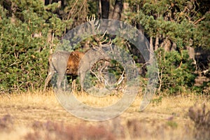 Red Deer, Deer in the Rutting season