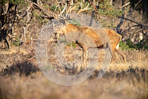 Red Deer, Deer in the Rutting season