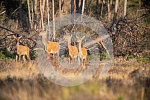 Red Deer, Deer in the Rutting season